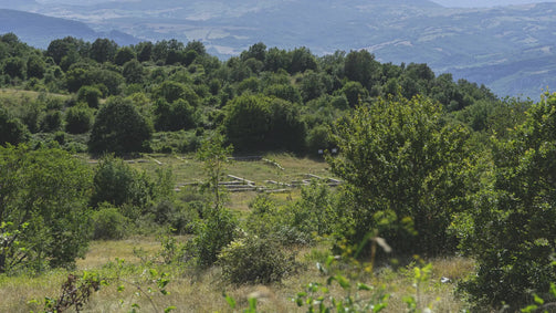 tornarecchio, miele biologico, miele italiano, apicoltura delizie dell'alveare